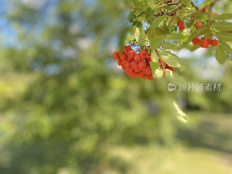 成熟的Rowan Berries Sorbus Aucuparia